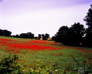 A sea of poppies