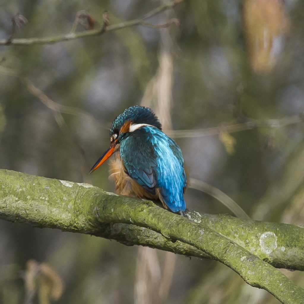 Female Kingfisher on branch showing blue plummage