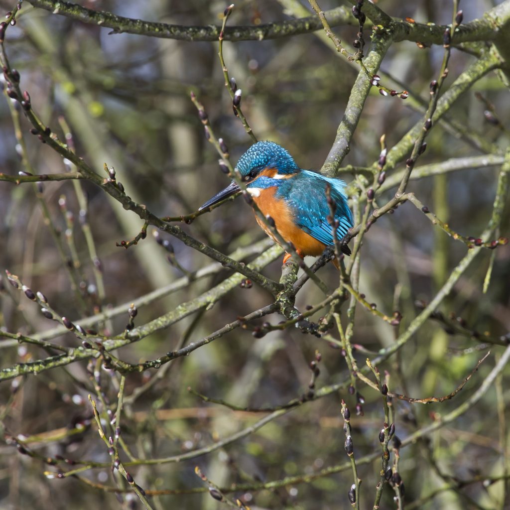 Male Kingfisher