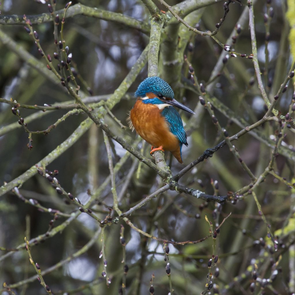 Male Kingfisher