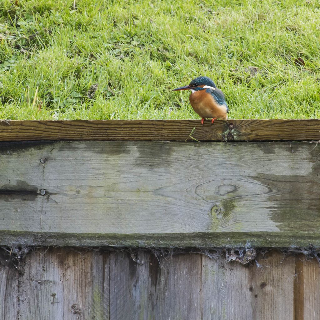Female Kingfisher