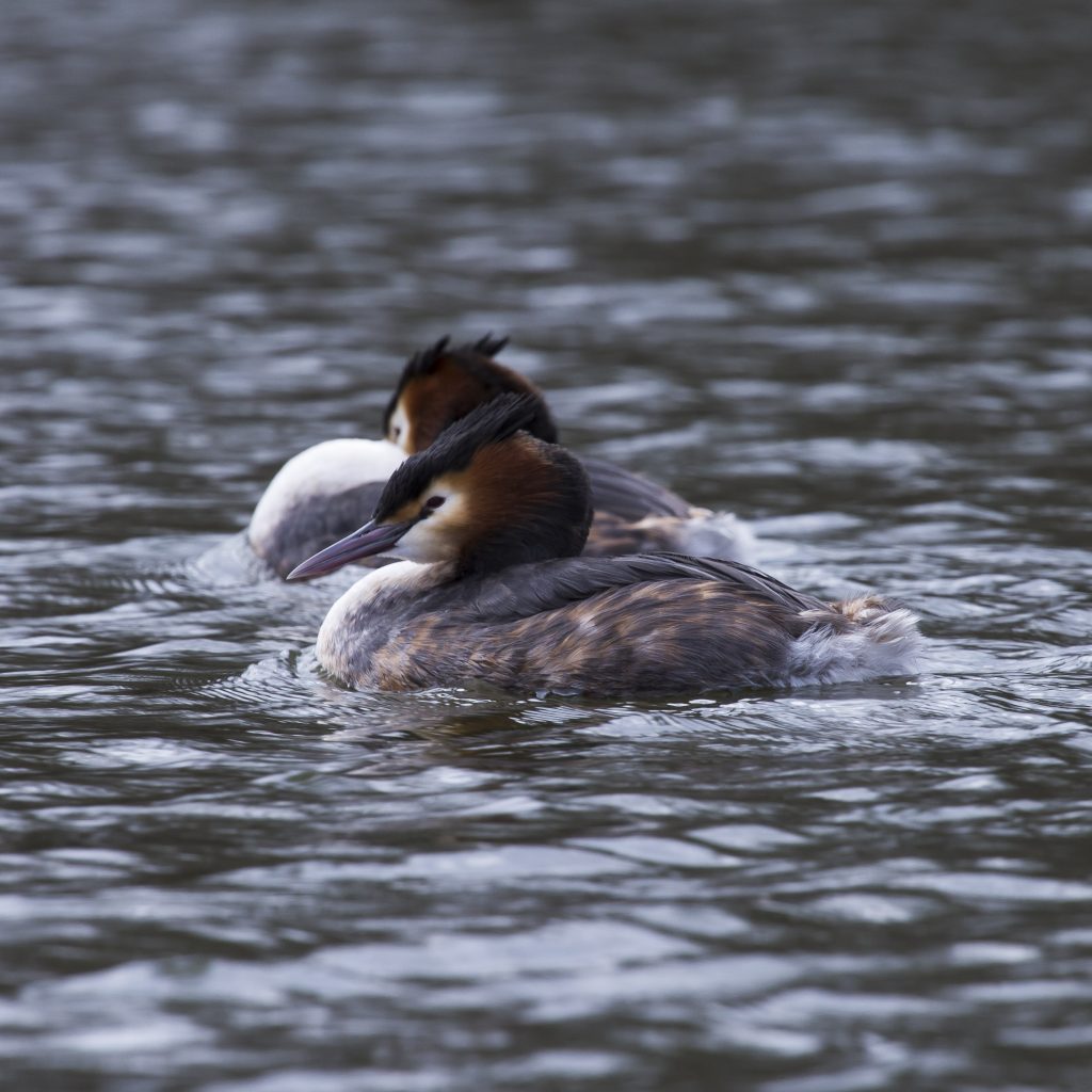 Two Grebe