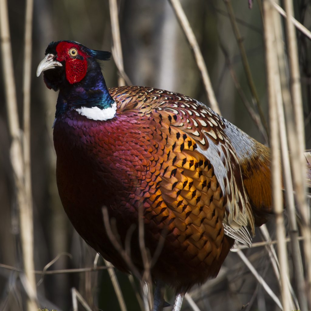 Male Pheasant
