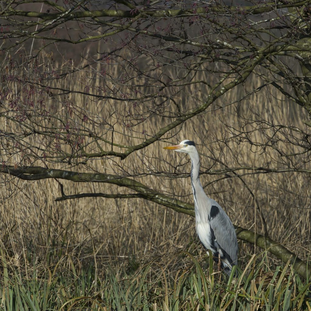 Grey Heron