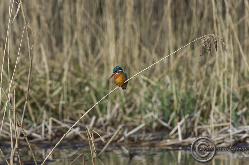 Female Kingfisher on reed