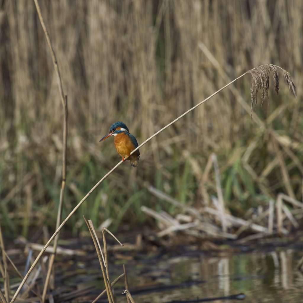 Female Kingfisher on reed