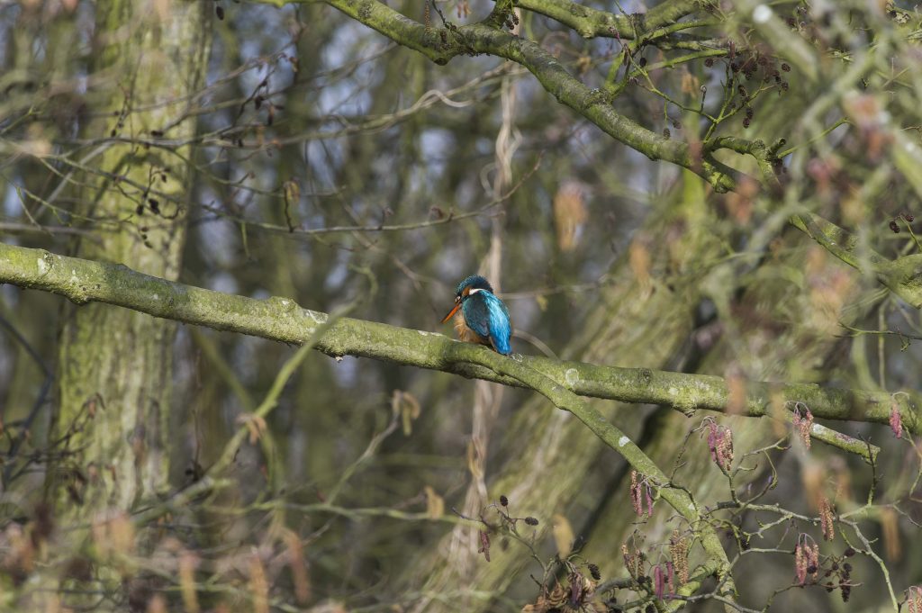 Female Kingfisher on branch showing rear feathers