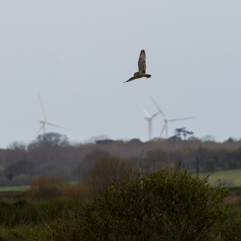 Short Eared Owl