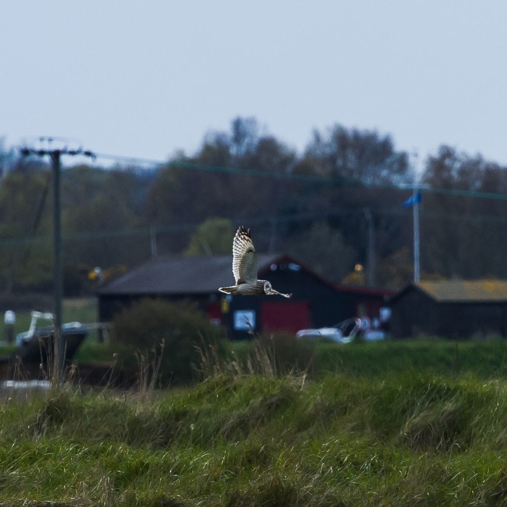 Short Eared Owl