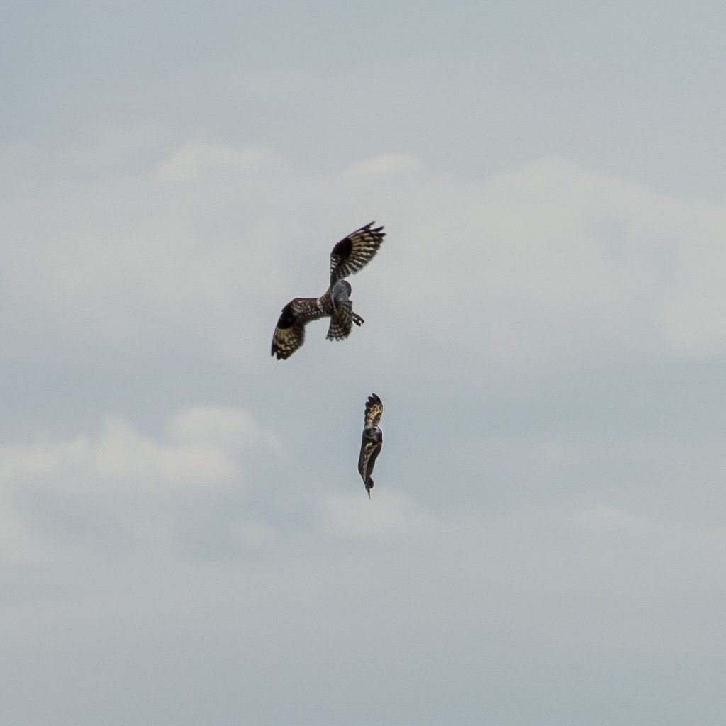 Two Short Eared Owls in aerial display