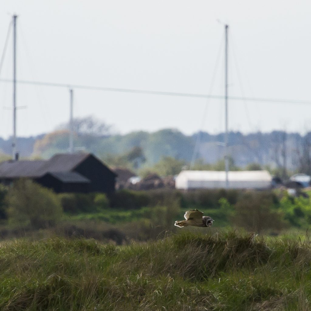 Short Eared Owl
