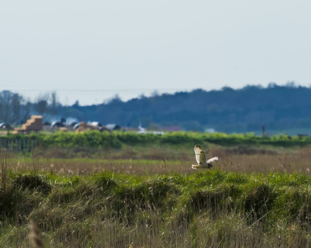 Short Eared Owl