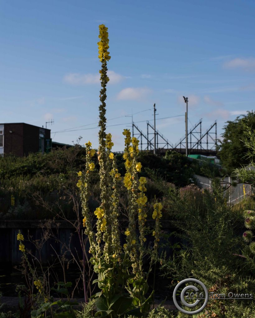 Verbascum plant in flower