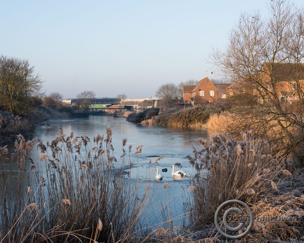 Swans in frozen river