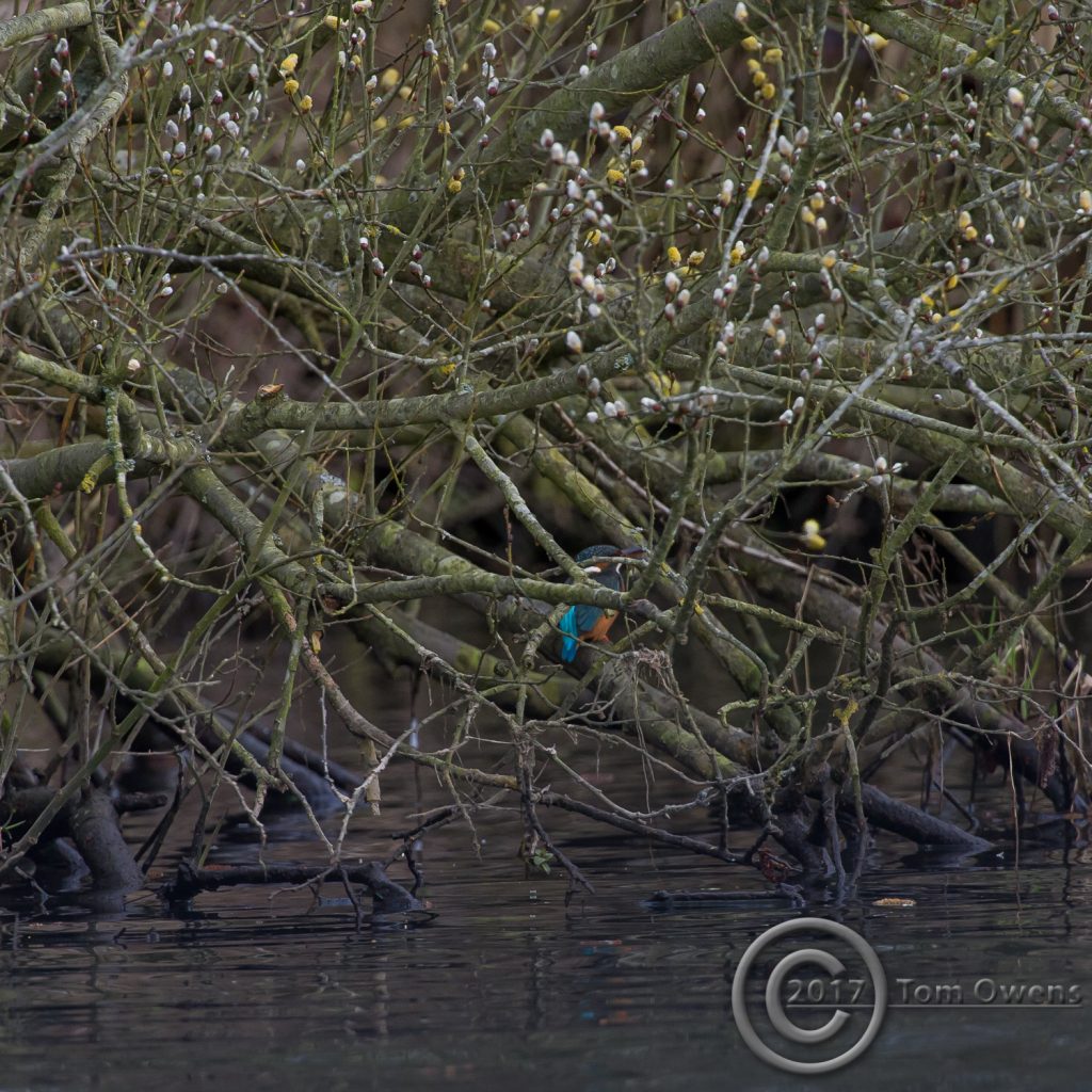 Belaugh Staithe Female Kingfisher under pussy willows