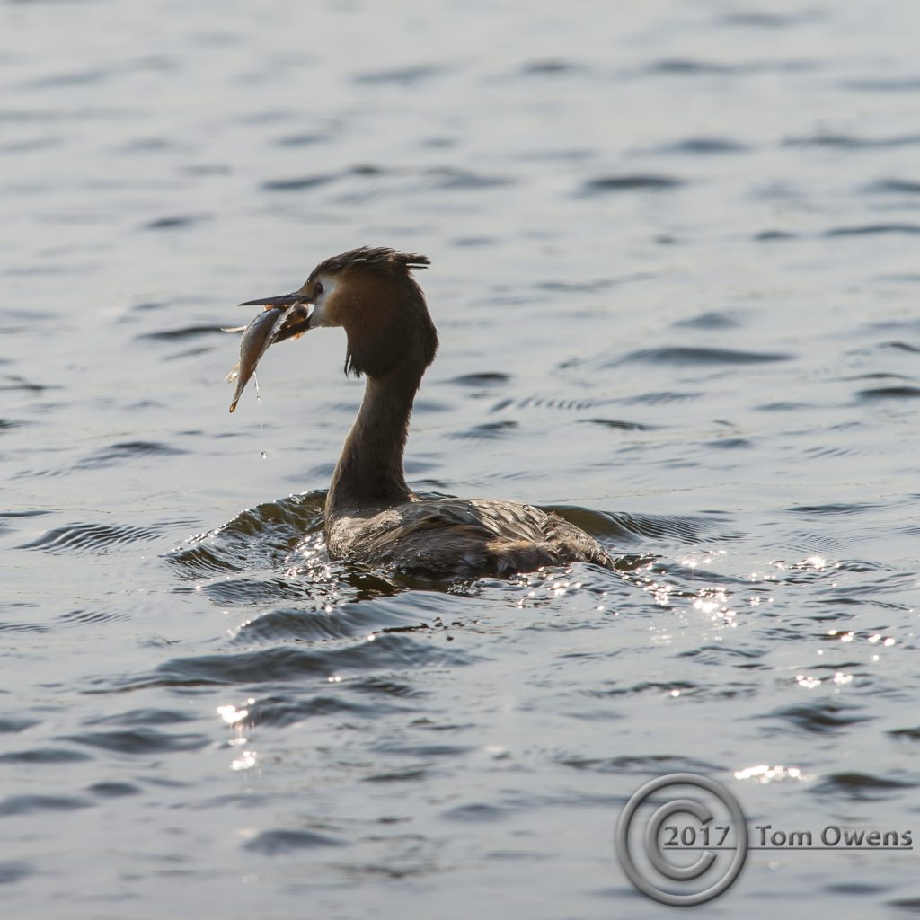 Grebe with Perch
