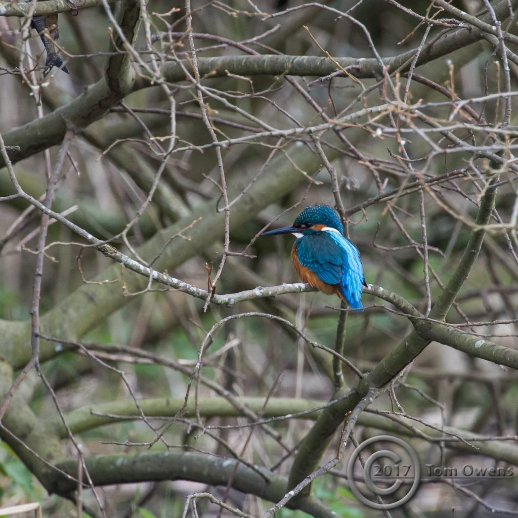 River Ant Male Kingfisher