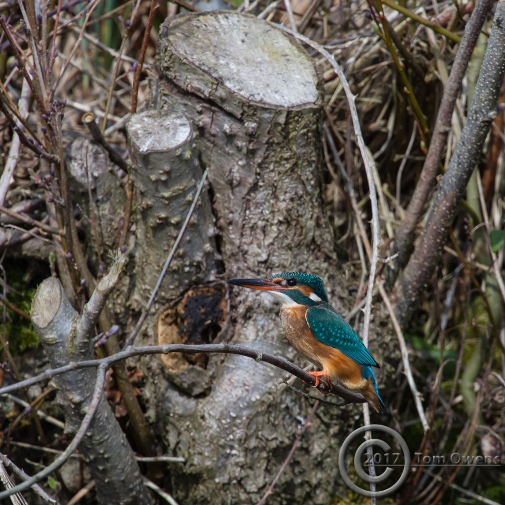 River Ant Female Kingfisher (Barton Broad end)