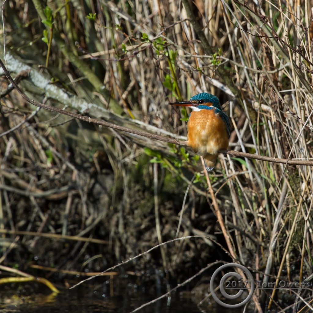 River Ant Female Kingfisher Ludham Bridge end