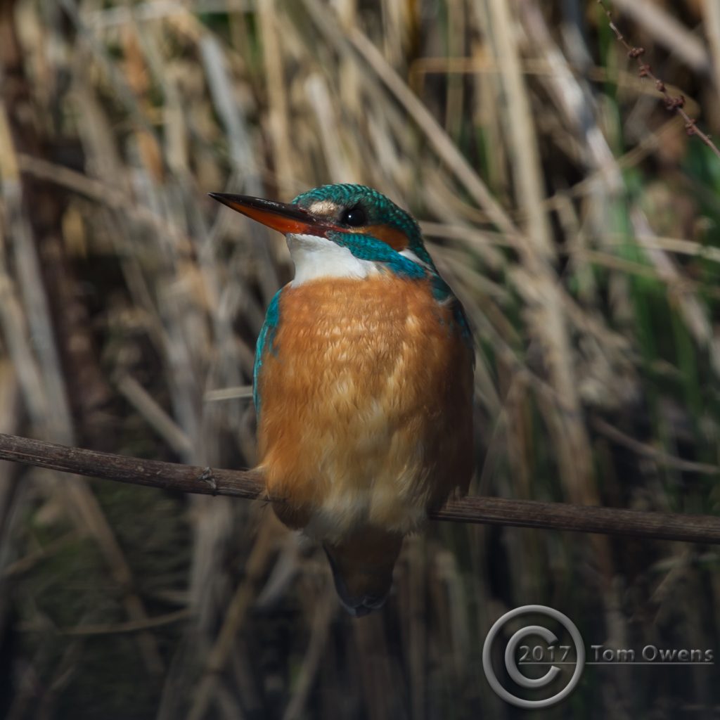 River Ant Female Kingfisher Ludham Bridge end close up