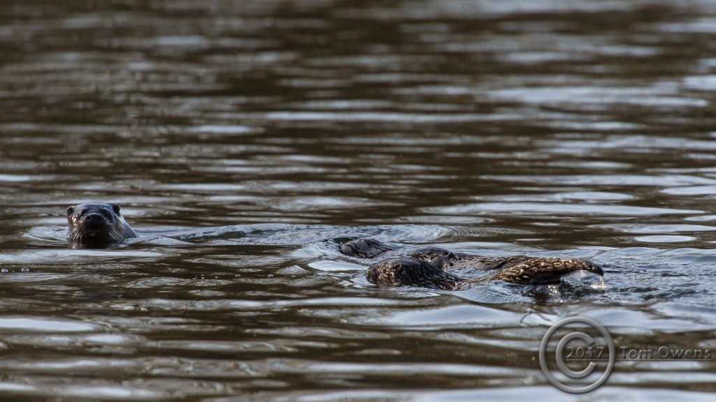 Otter and cubs River Bure