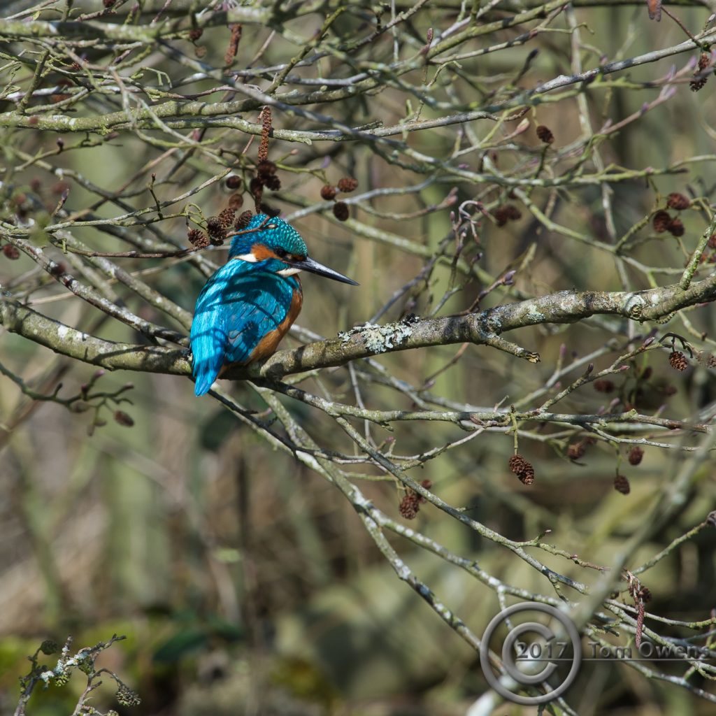 Belaugh Staithe Male Kingfisher in Alder