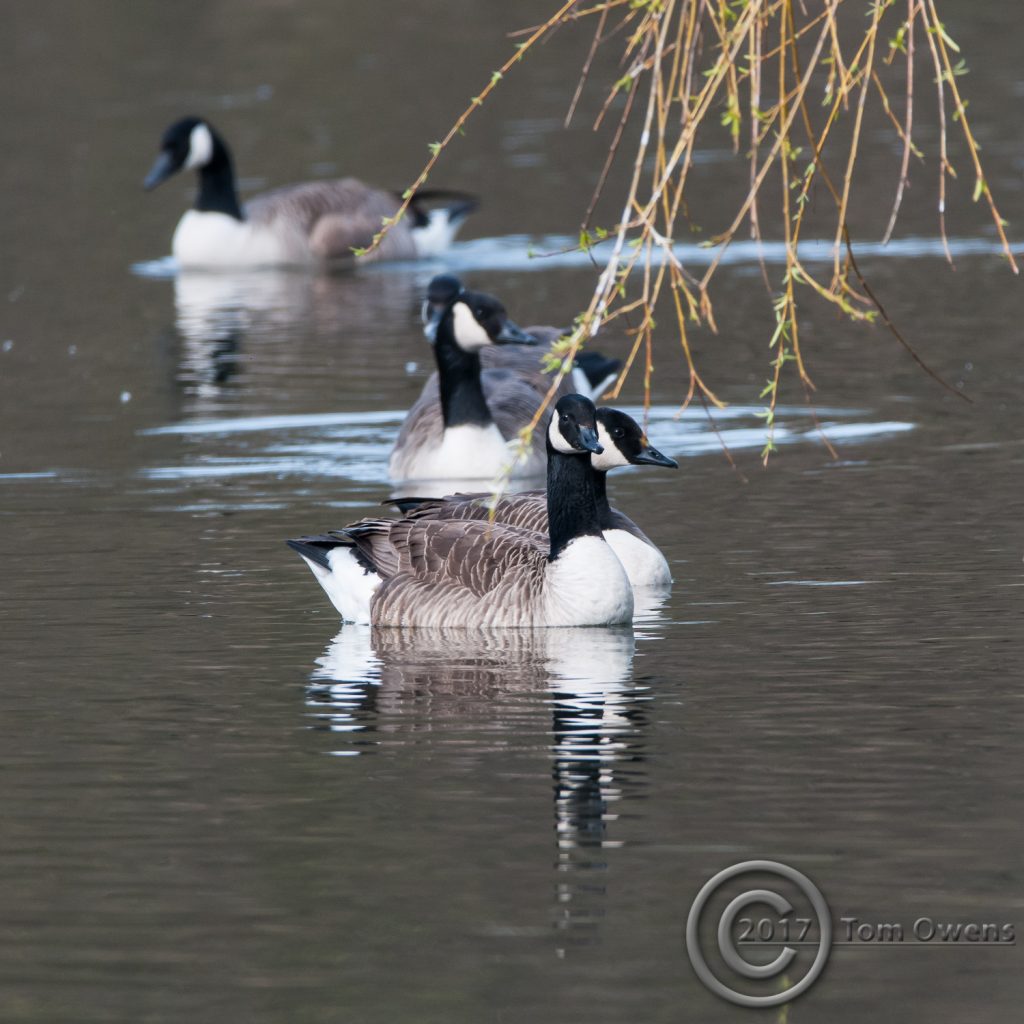 Geese with willow