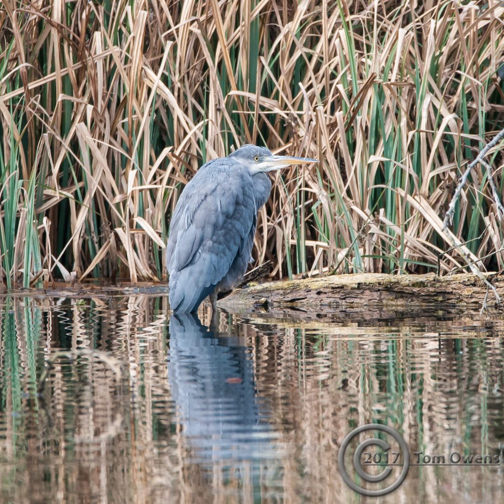 Grey Heron