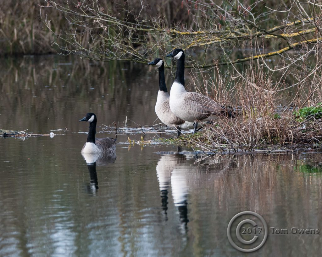 Two geese standing one goose in the water