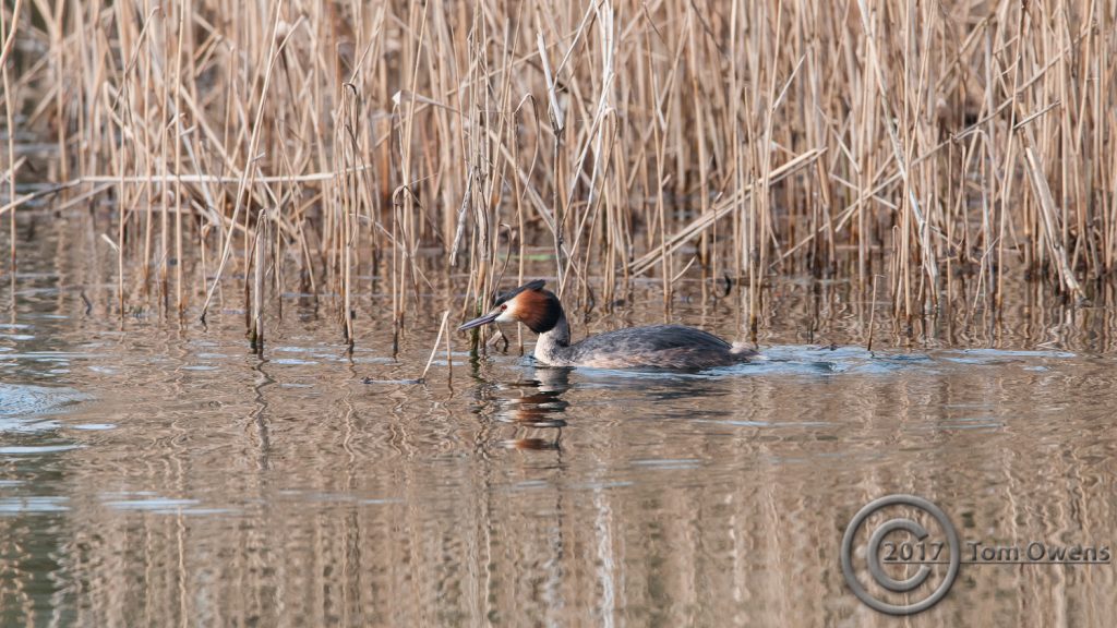 Grebe swimming in sunlight with backdrop of sedges