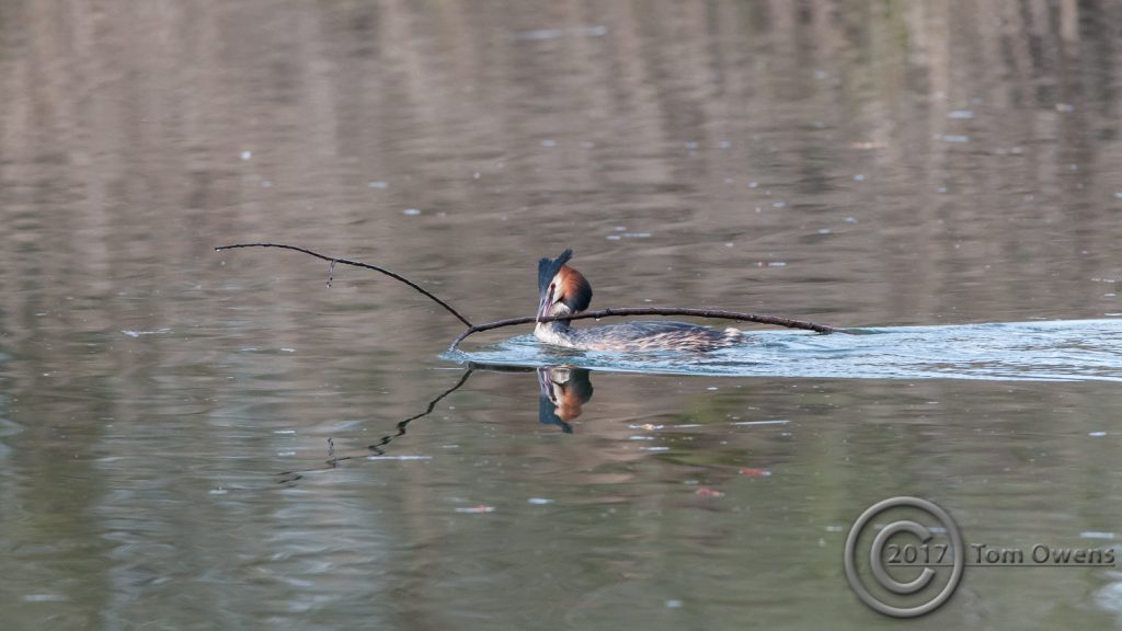 Grebe with stick