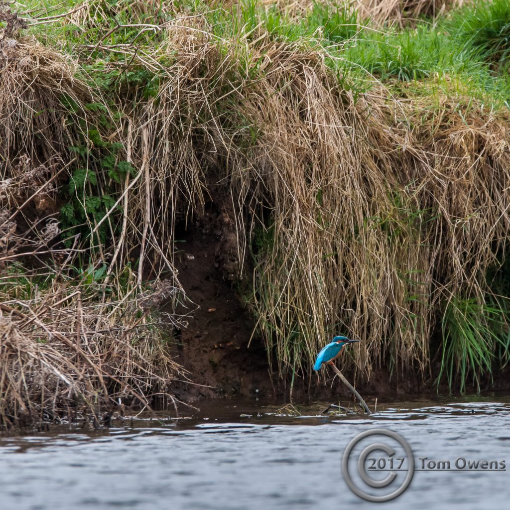Belaugh Staithe Male Kingfisher near burrow