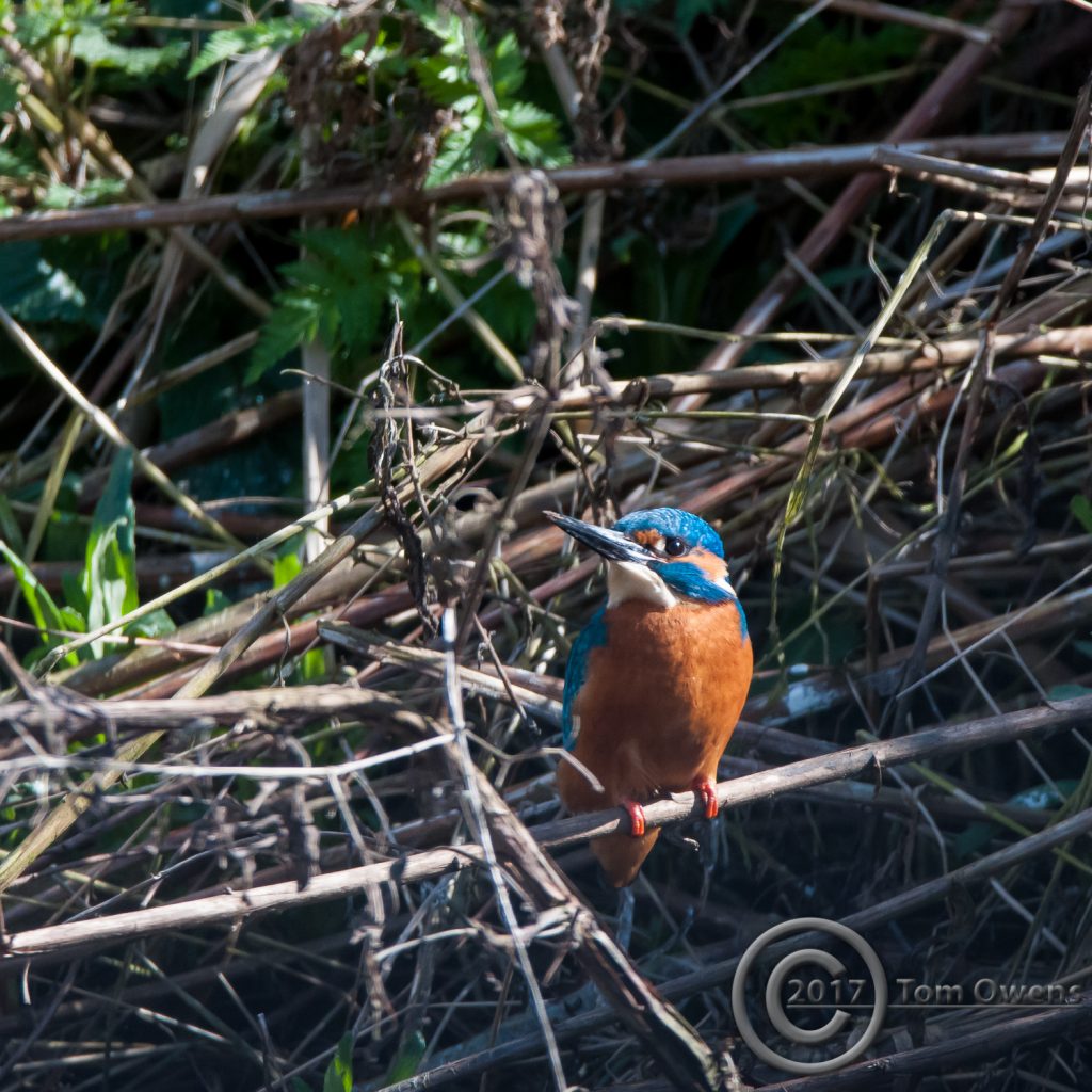 Belaugh Staithe Male Kingfisher resting from digging