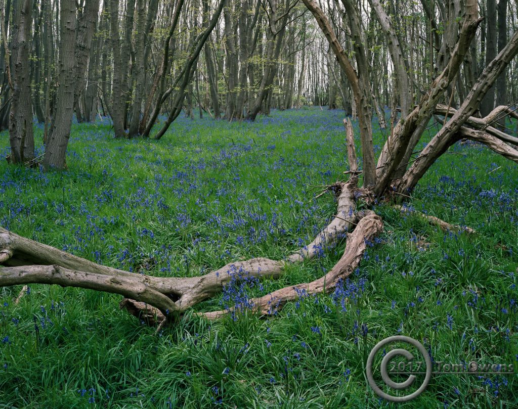 Fallen tree in bluebell wood