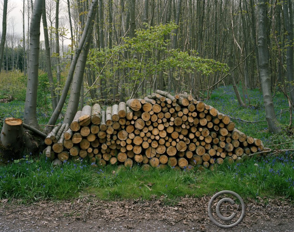 Log pile in bluebell wood