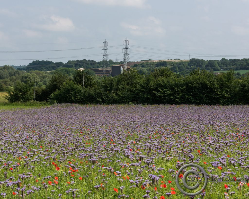 Purple flowers with poppies and power towers with lines