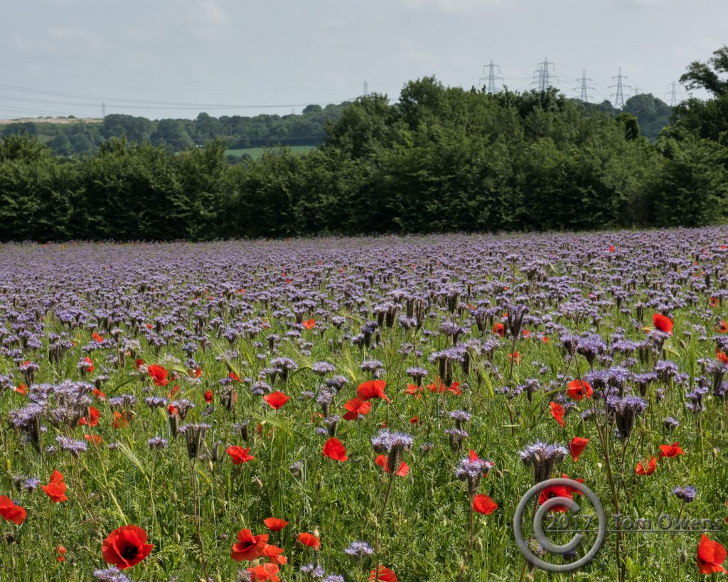 Purple flowers with poppies