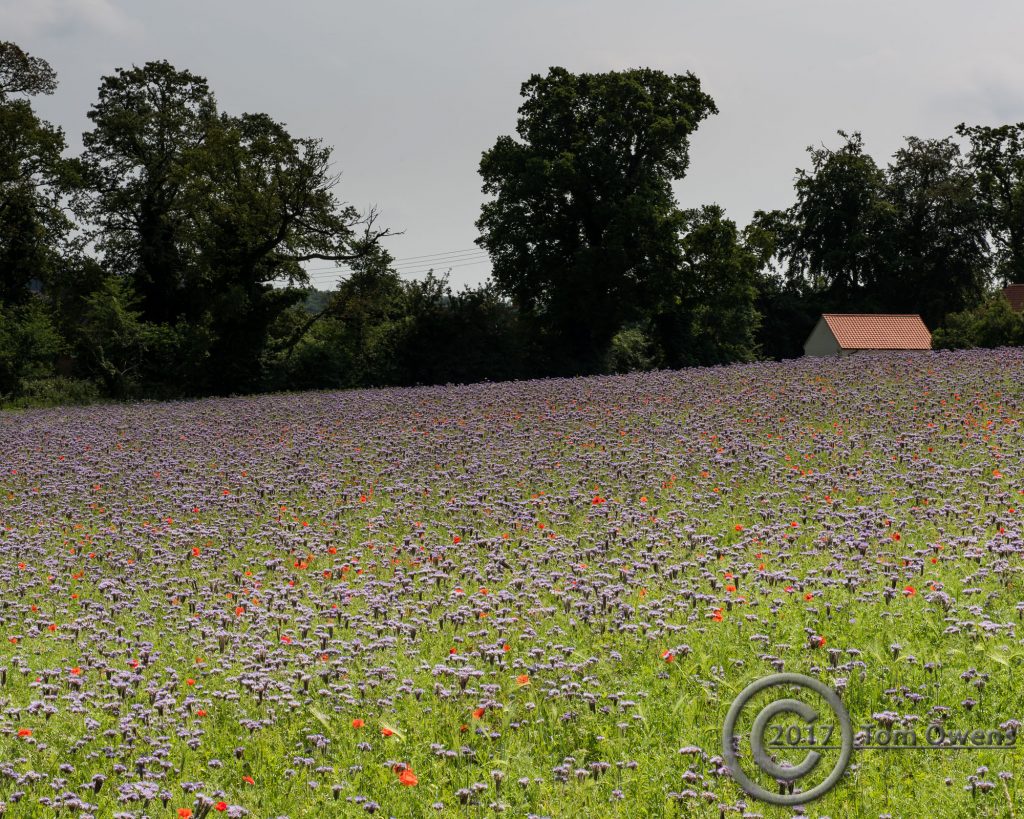 Purple flowers with poppies, trees and clay tiled shed