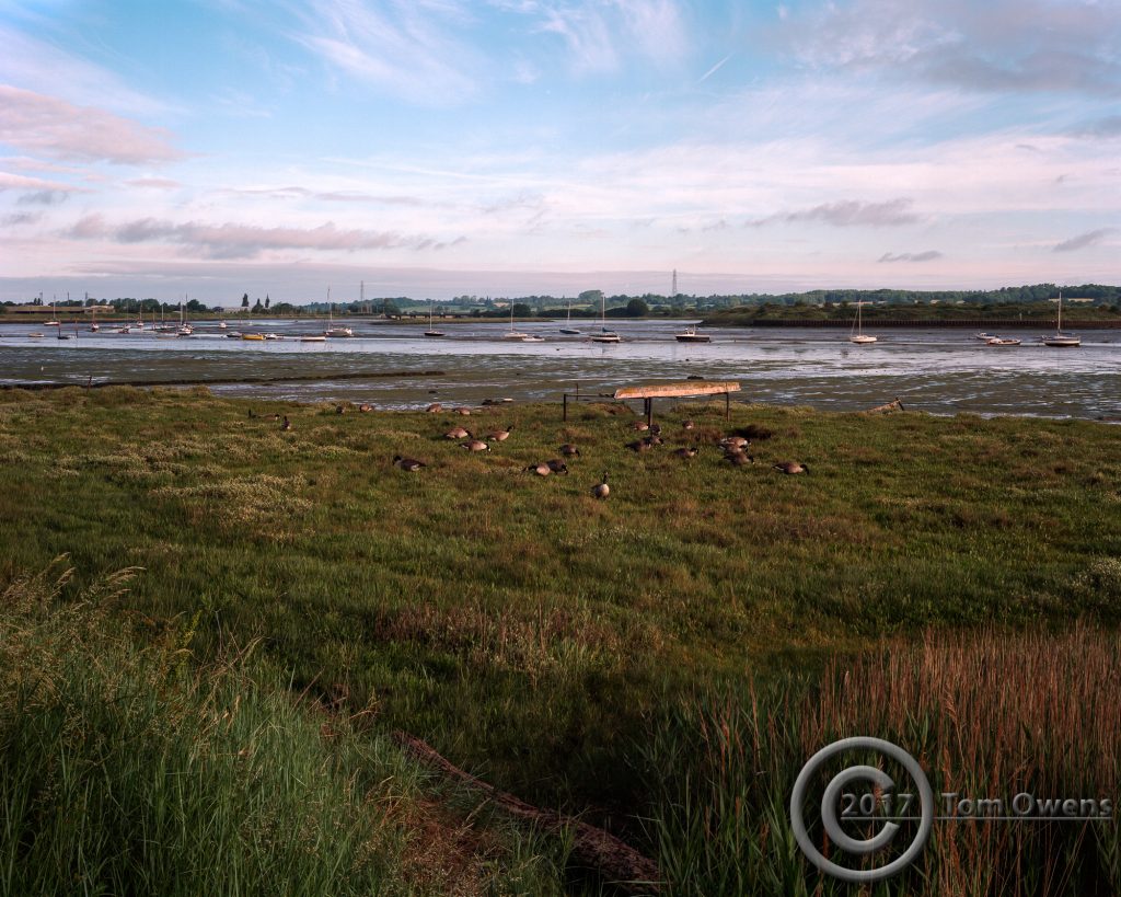 Geese grazing on Saltmarsh