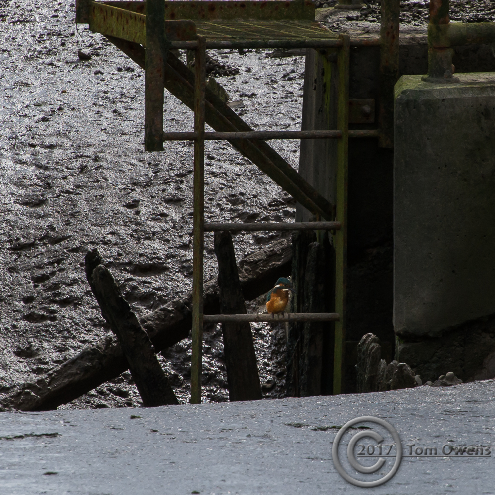 Male Kingfisher sitting on ladder rungs over wet mud