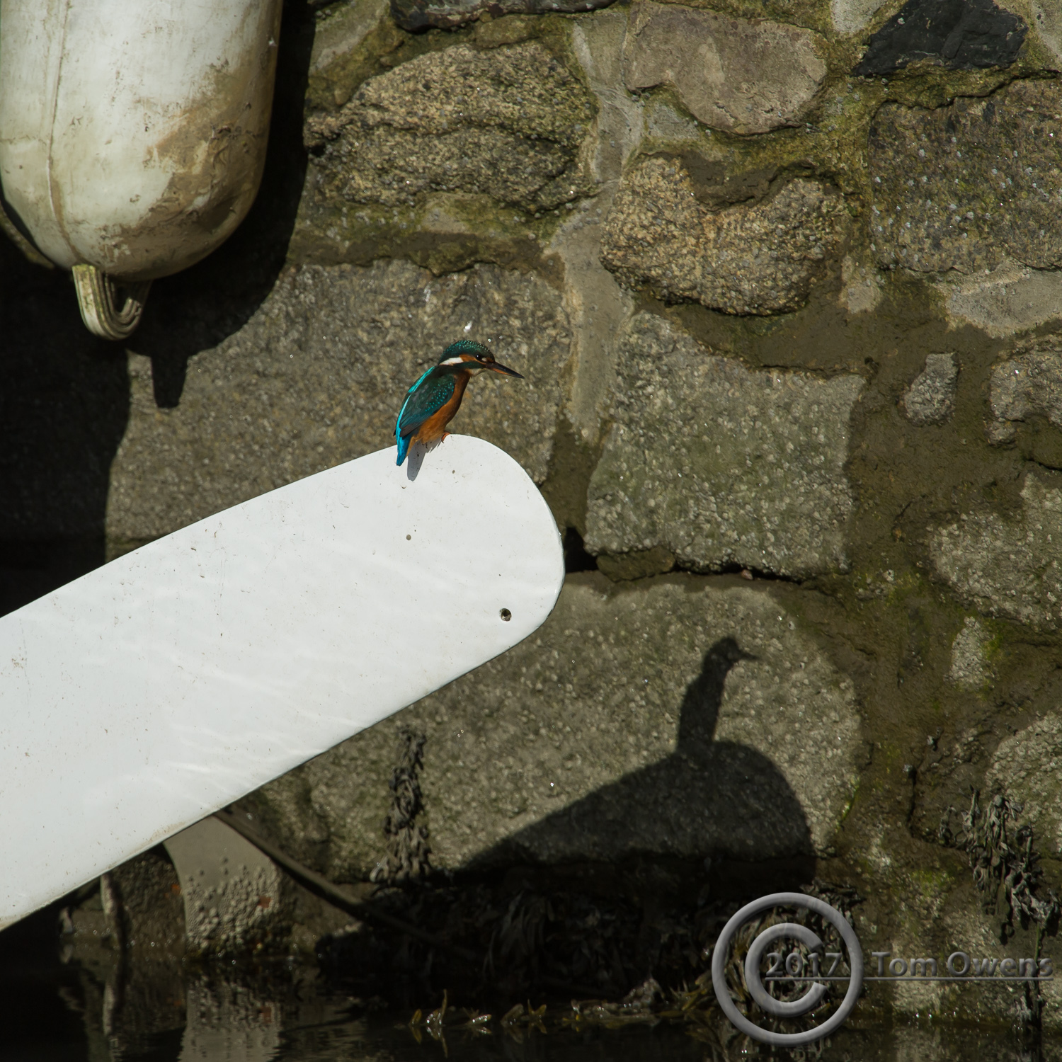 Female Kingfisher with shadow