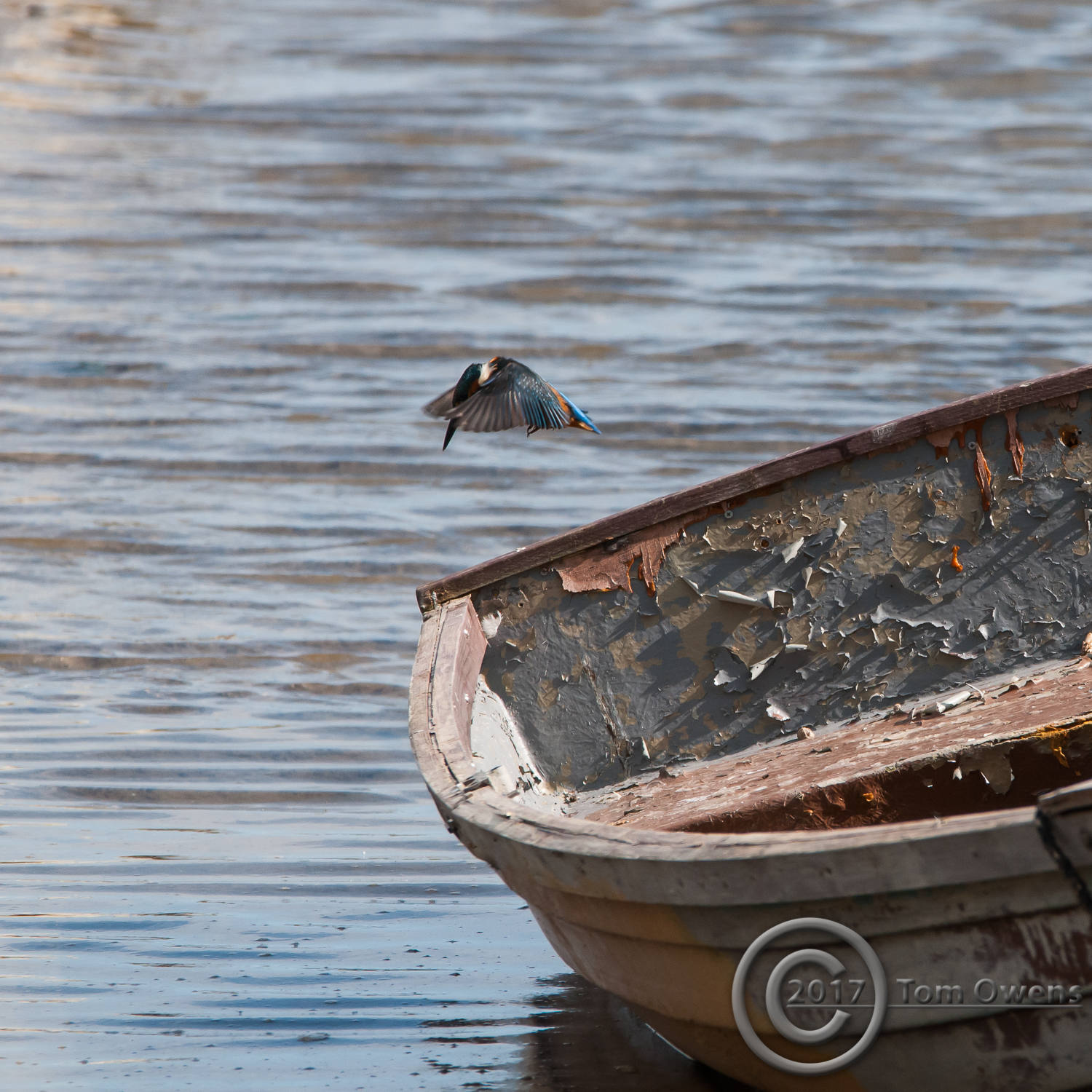 Male Kingfisher hovering by th estern of a rowing boat