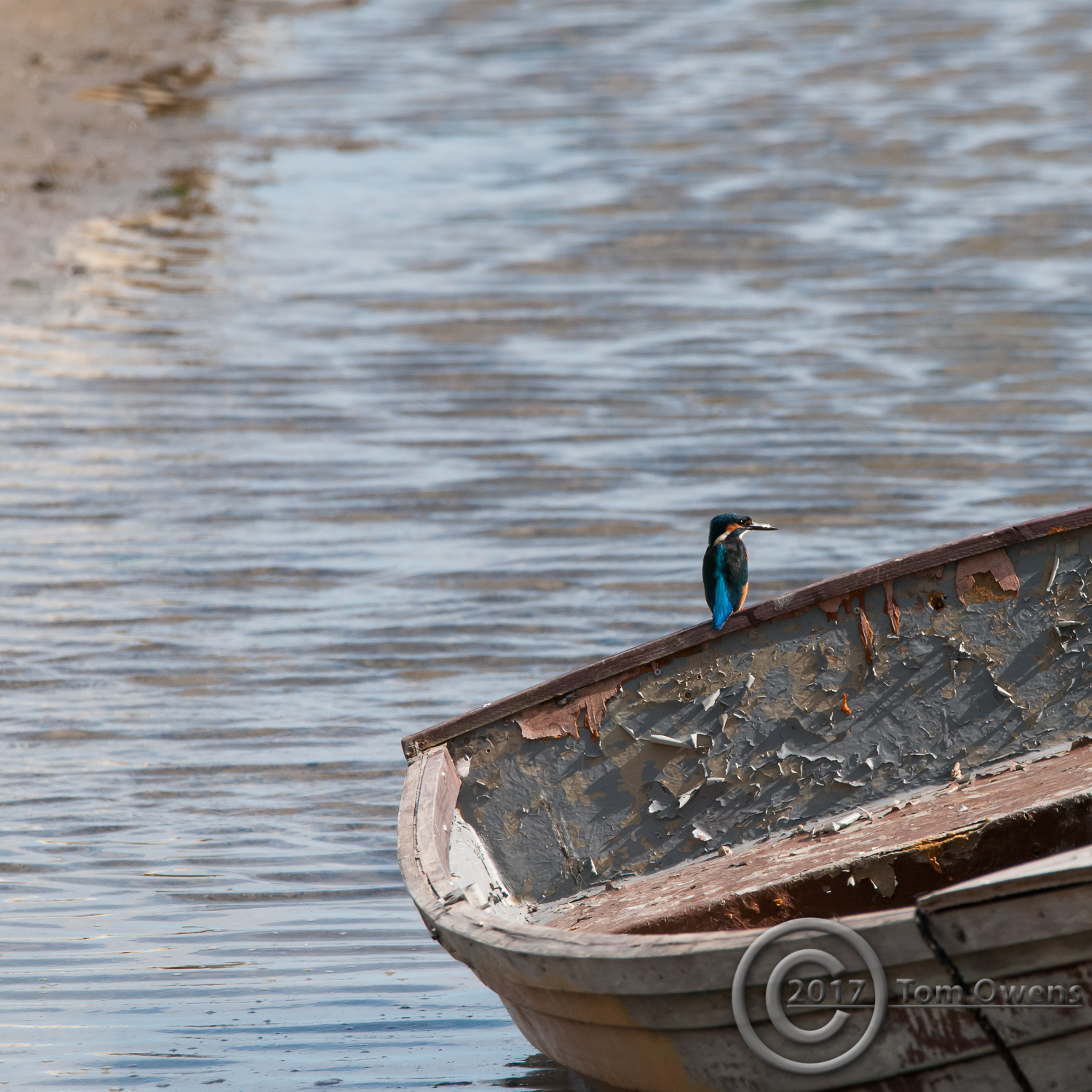 Male Kingfisher perched on transom of rowing boat