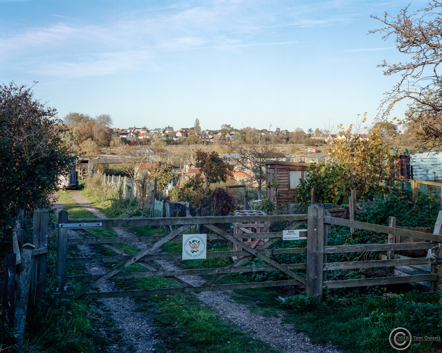 Allotment gardens late afternoon sun Southwold