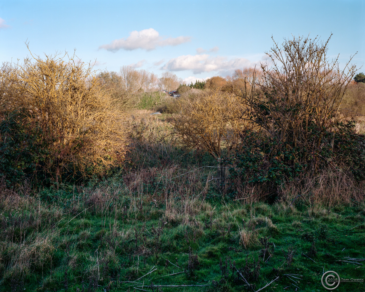 Scrub looking through to scap heap Southwold